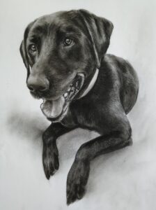 Dog Portrait Drawing from Photo